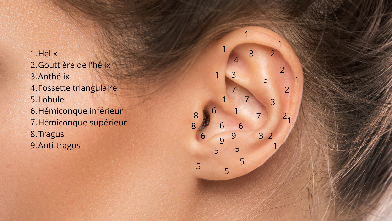 les différentes zones de l'oreille