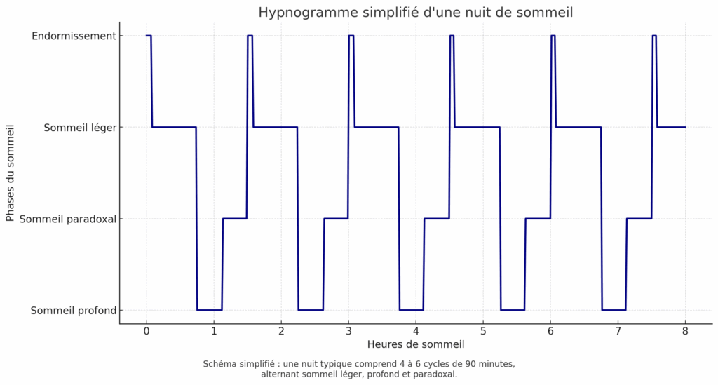 rythme de sommeil